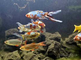 Assorted goldfish, rudd. Pond Fish