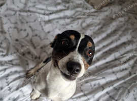 Male jack russell terrier