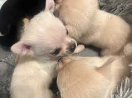 Gorgeous tiny white/cream POMCHIS