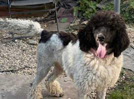 Pamela is a stunning Parti poodle