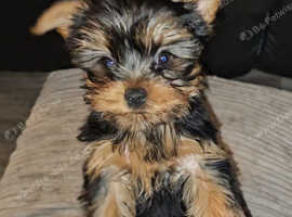 Miniature Yorkshire Terrier Puppies in Sheffield S7 on Freeads ...