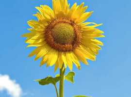 Giant Sunflowers for sale in yellow or red ready for pick up