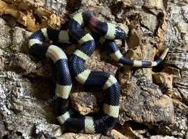 Oreo Pueblan Milk Snakes at Birmingham Reptiles