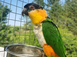 Black headed caique
