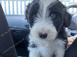 4 month old bearded collie.