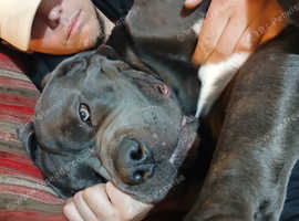 Young male dog cano corso