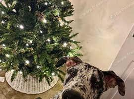 Great Dane pup