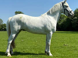 Irish Draught X Connemara Filly