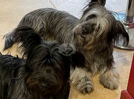 Skye Terrier Puppies