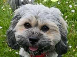 Female shihpoo 3 years