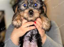 Last 2 beautiful female puppy's