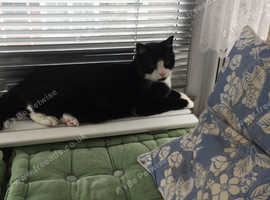 Cats Brothers and Sister Needs a new home