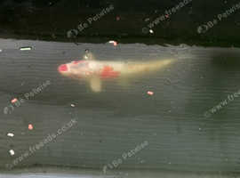 Koi fish