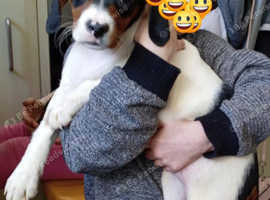 A 12 week female cockalier puppy