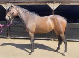 Very smart 3yr old 15.3h mare for sale