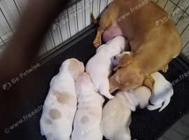KC registered Miniature dachshunds