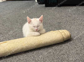 3 month old male kitten