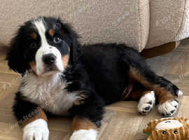Bernese Mountain Dog Puppy - Male