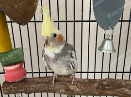 Cockatiel