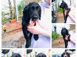 KC REGISTERD WORKING COCKER SPANIEL PUPS