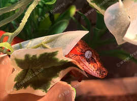Gargoyle gecko