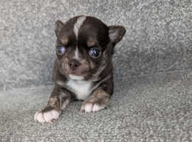 Chocolate smooth coat Chihuahua boy pup