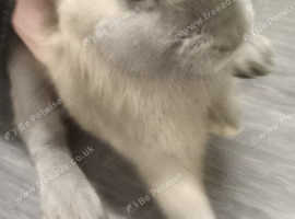 Velvet Grey blue Rex 5 month old male bunny