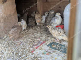 Quail at 5 weeks of age.