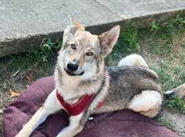 Rehome our girl Nala