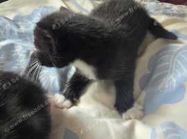 this cute baby's kittens looking for a homme