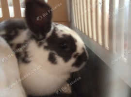 3 rabbits