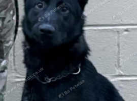 1 year old Belgium malinos boy