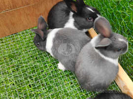 Dutch baby rabbits 10 weeks old 3 black and white 2 blue and white stunning babys