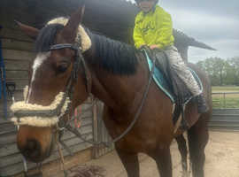 Safe sound first horse