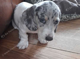 Dachshund sausage dog puppy