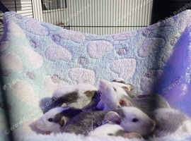 Baby rats for sale bay and girl