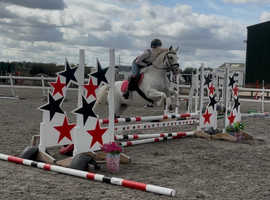 Chunky 14h Connemara mare 13 years old