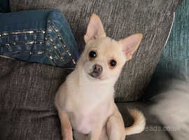 Deer head store chihuahua for sale