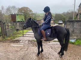 Aubrey 13hh rising 4 year old