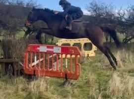 9yr old ex racehorse