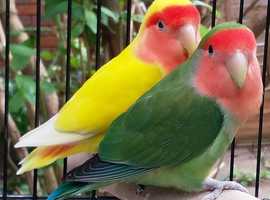 Lost Yellow and Green lovebirds