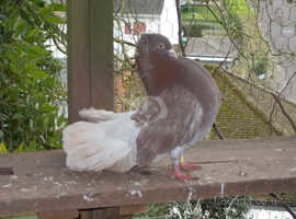 Fantail pigeons for sale