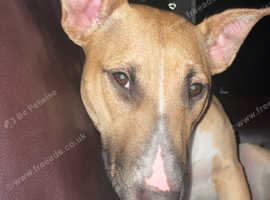 bull terrier cross staffy