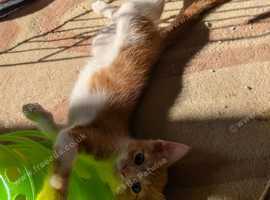 2 male kittens