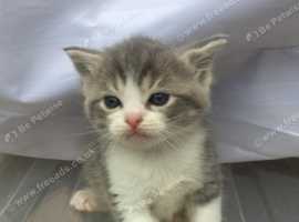 British Shorthair cross Ragdoll kittens vet checked and fully vaccinated