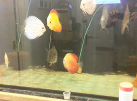 DISCUS ADULTS & BREEDING PAIRS
