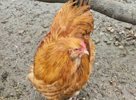 Cockerell buff Orpington x favorelle