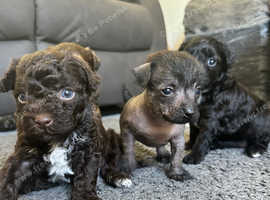 4 Stunning little Chinese crested pups