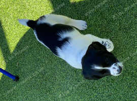 English Springer Spaniel puppies from field trial champion sire