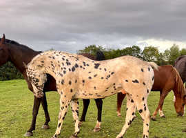 Stunning Appaloosa Stallion